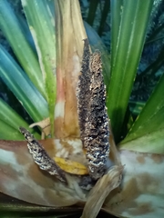 Freycinetia banksii