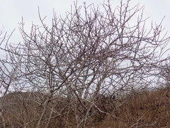 Bursera graveolens