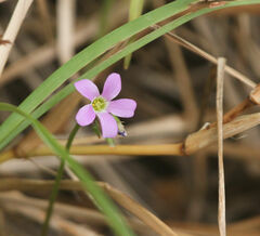 Oxalis violacea