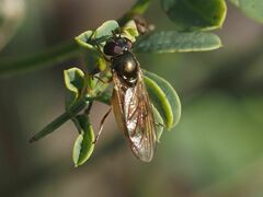 Melanostoma mellinum