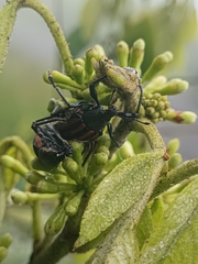 Diaprepes abbreviatus