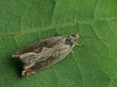 Ancylis geminana
