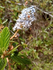 Ceanothus caeruleus