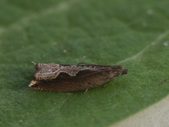 Ancylis geminana