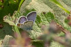 Pseudophilotes vicrama