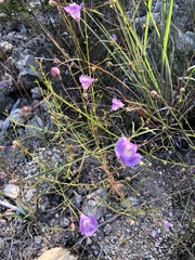 Agalinis edwardsiana