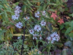 Symphyotrichum lanceolatum lanceolatum