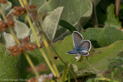 Pseudophilotes vicrama