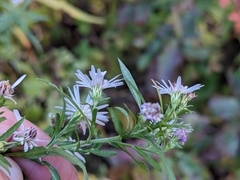 Symphyotrichum lanceolatum lanceolatum
