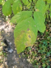 Acer negundo
