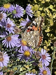 Vanessa cardui