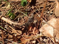 Trimerotropini