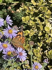 Vanessa cardui