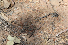 Ctenotus vertebralis