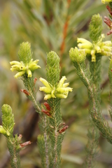 Erica viscaria