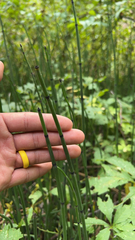Equisetum hyemale