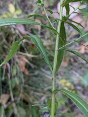 Symphyotrichum lanceolatum lanceolatum