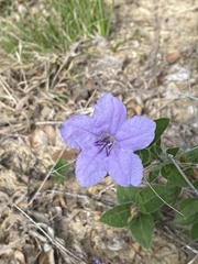 Ruellia humilis