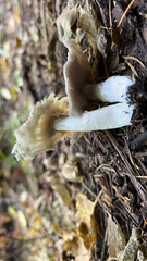 Candolleomyces candolleanus