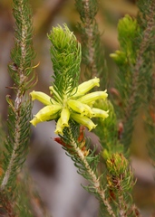 Erica viscaria