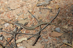 Ctenotus vertebralis