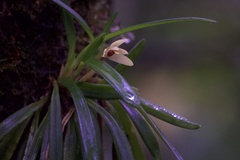 Maxillaria