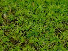 Bartramia pomiformis