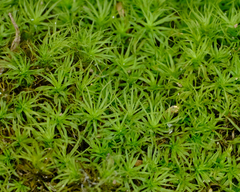 Bartramia pomiformis