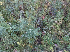 Symphyotrichum lanceolatum lanceolatum