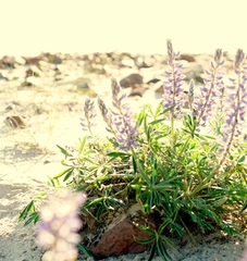 Lupinus multiflorus