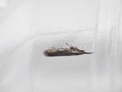 Augasma aeratella