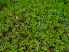 Bartramia pomiformis