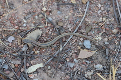 Ctenotus vertebralis