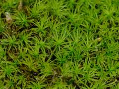 Bartramia pomiformis