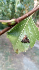 Heliothela wulfeniana