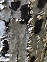 Trichaptum abietinum