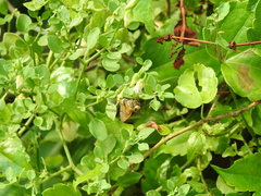 Salpichroa origanifolia