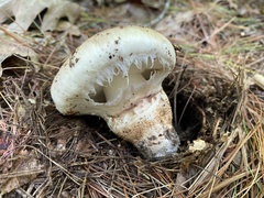 Tricholoma caligatum