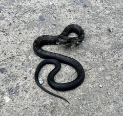 Pantherophis alleghaniensis