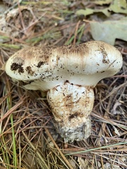 Tricholoma caligatum