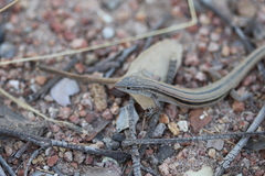 Ctenotus vertebralis