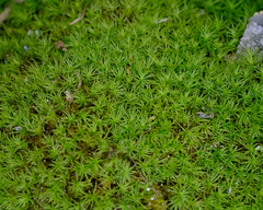 Bartramia pomiformis