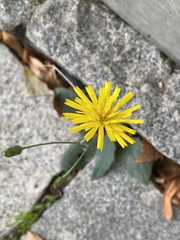 Hieracium