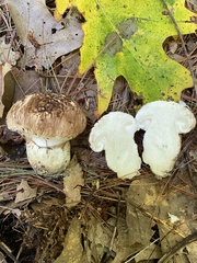 Tricholoma caligatum