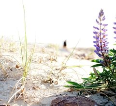 Lupinus multiflorus