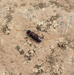 Chrysis semicincta