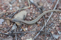 Ctenotus vertebralis