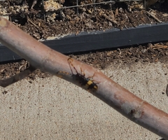 Dendrobias mandibularis