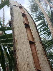 Cecropia schreberiana