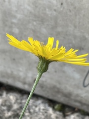 Hieracium
